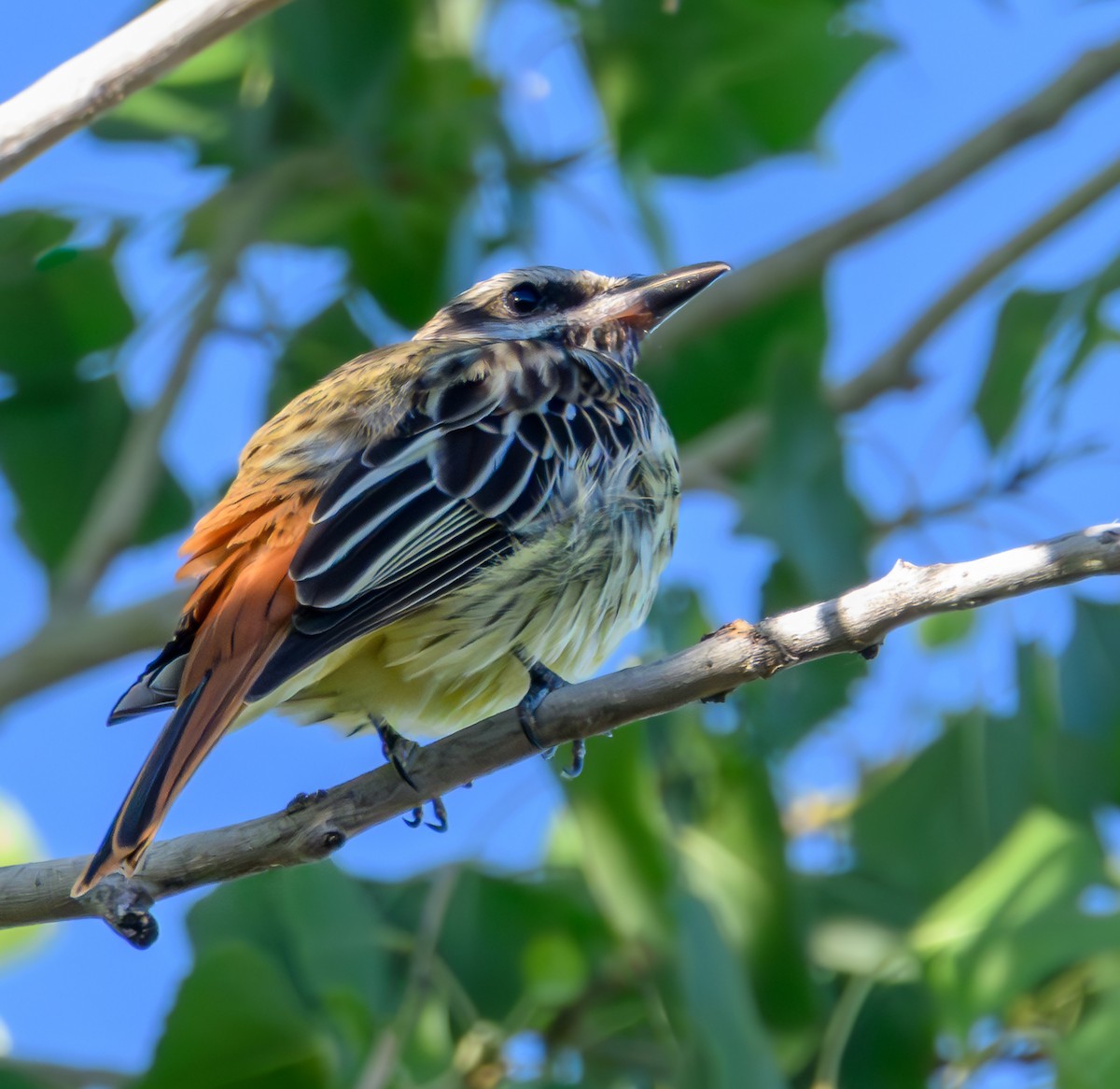 Sulphur-bellied Flycatcher - ML599723701