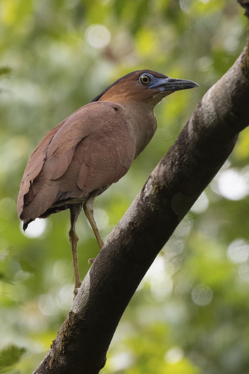 kvakoš indomalajský - ML599724421