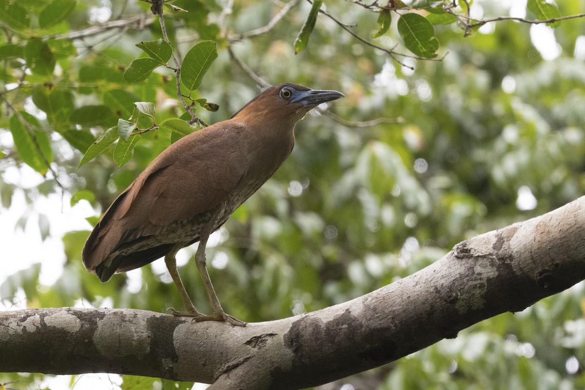 Malayan Night Heron - Vineeth Kumar
