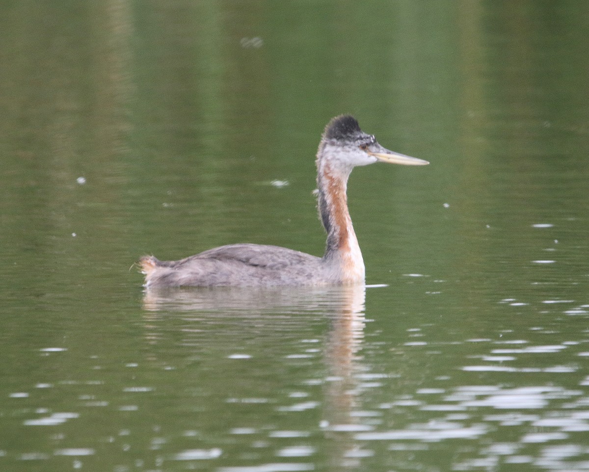 Great Grebe - ML599724601