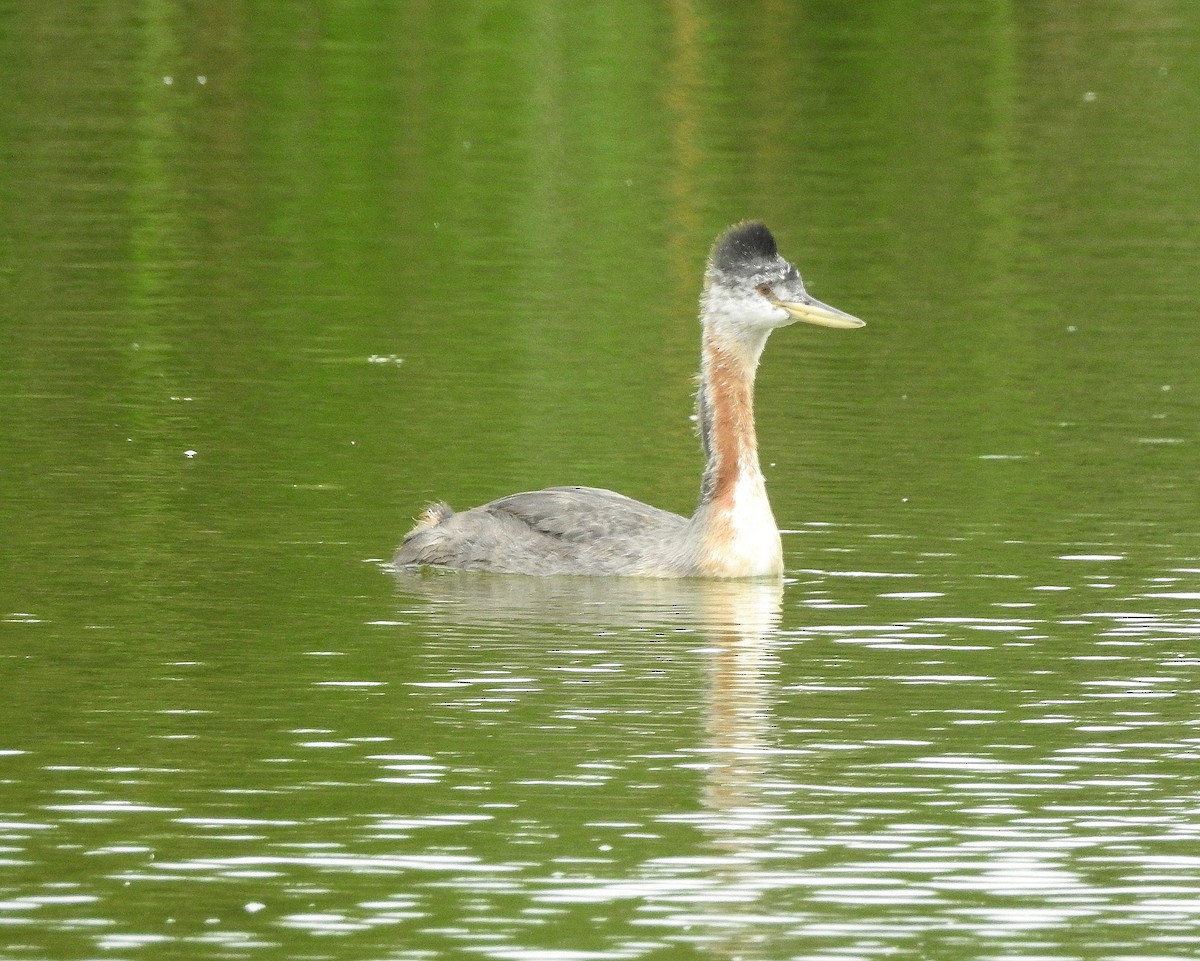 Great Grebe - ML599724881