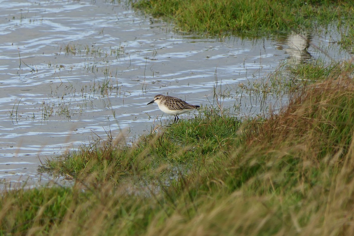 Semipalmated Sandpiper - ML599725071