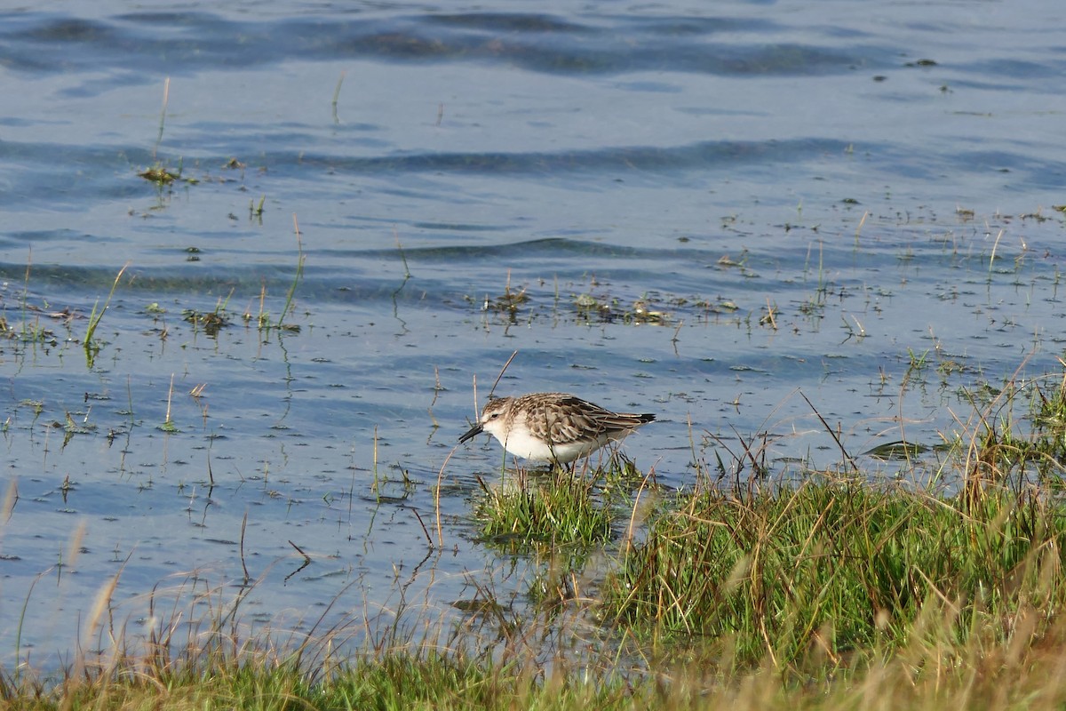 Semipalmated Sandpiper - ML599725321