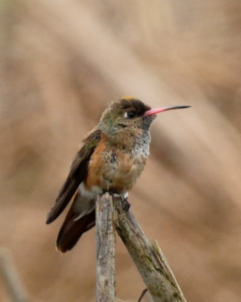 Amazilia Hummingbird - ML599725341