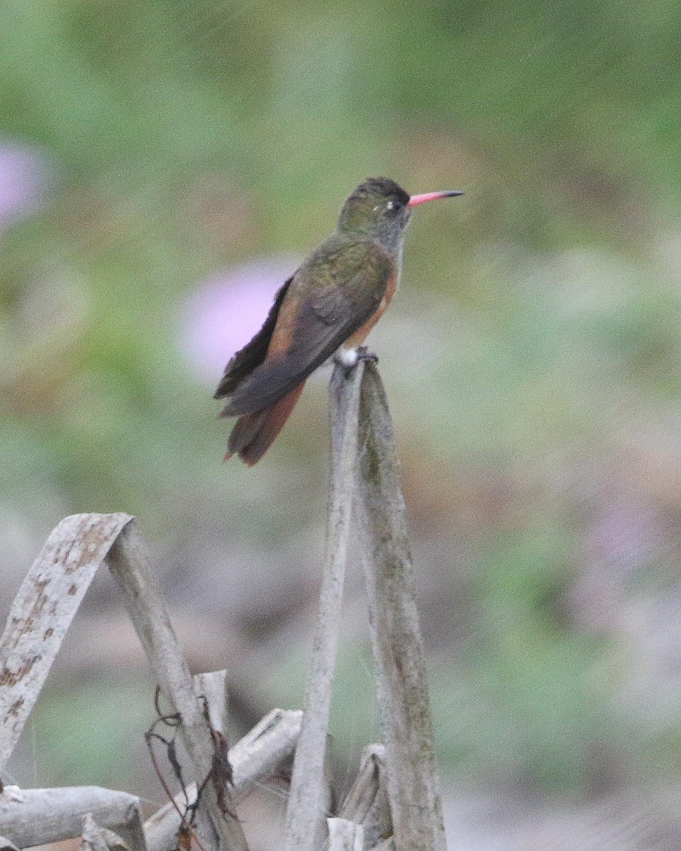 Amazilia Hummingbird - ML599725451