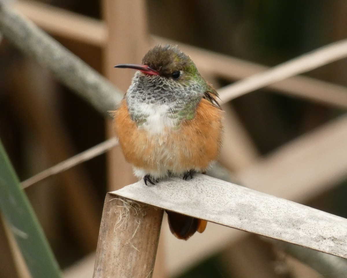 Amazilia Hummingbird - ML599725661
