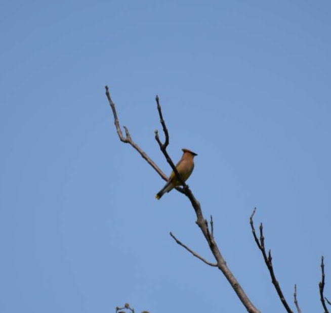 Cedar Waxwing - Bob Leifeste