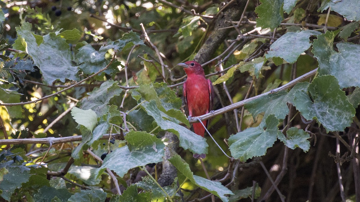 Summer Tanager - Jim Gain