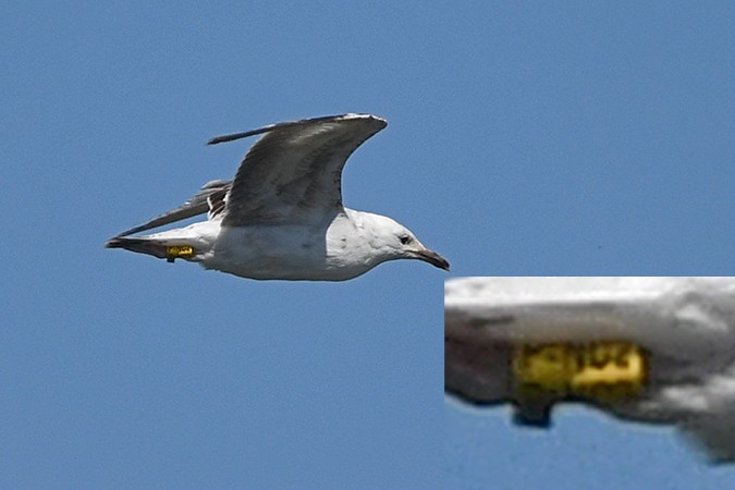 Caspian Gull - ML599726641