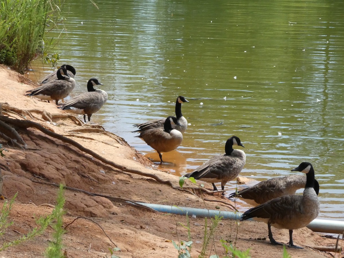 Canada Goose - ML599726841