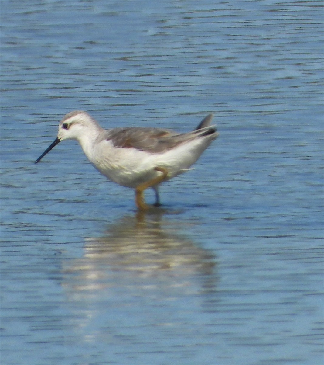 Wilson's Phalarope - ML599726871