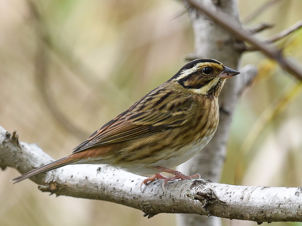 Tristram's Bunting - ML599727801