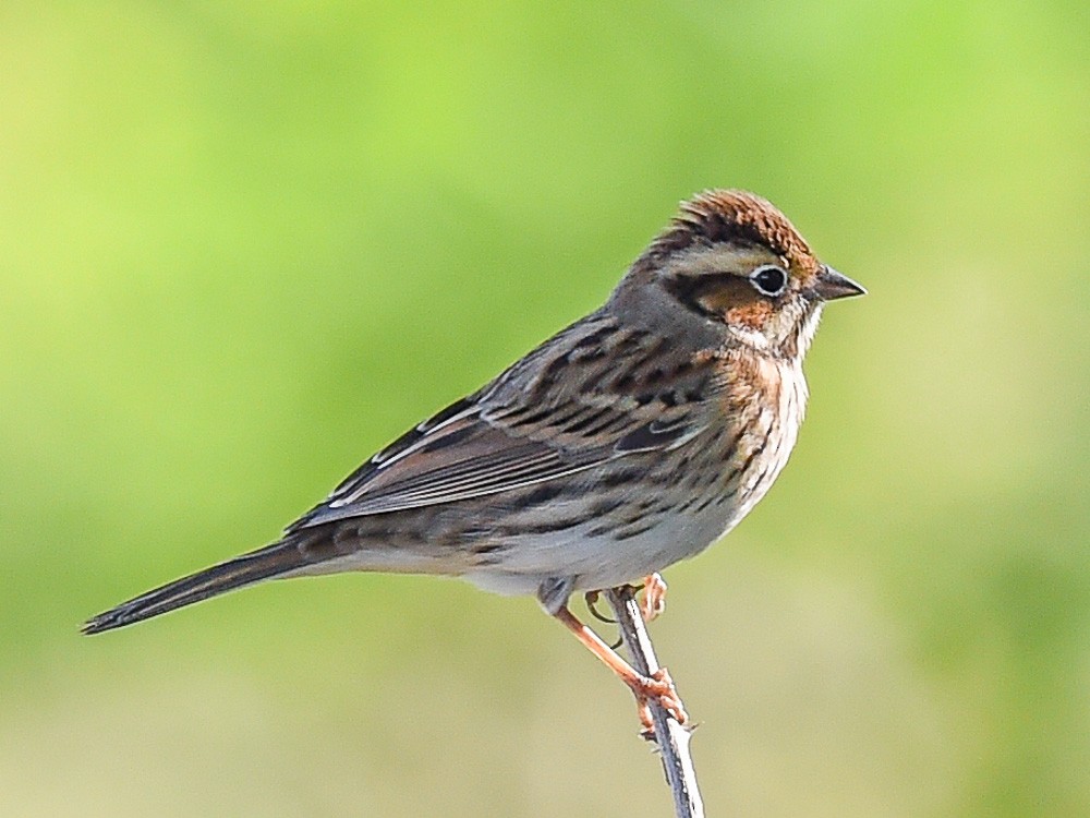 Little Bunting - ML599727971