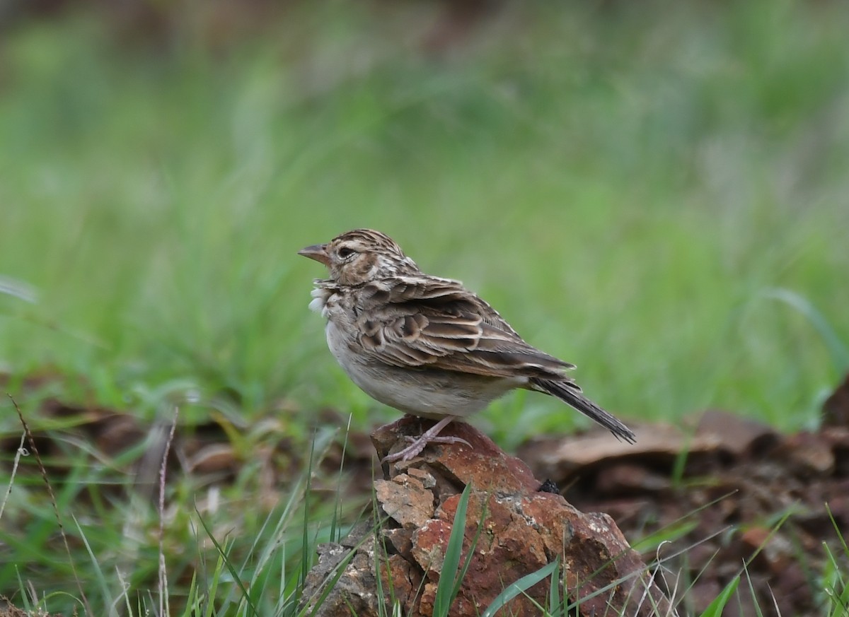 Indian Bushlark - ML599729451