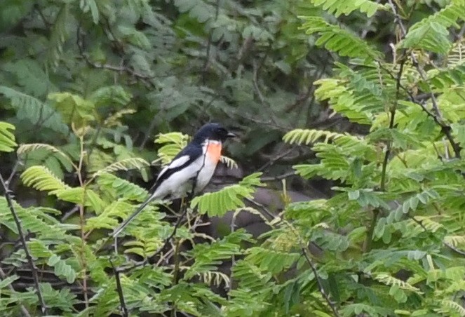 Minivet à ventre blanc - ML599729571