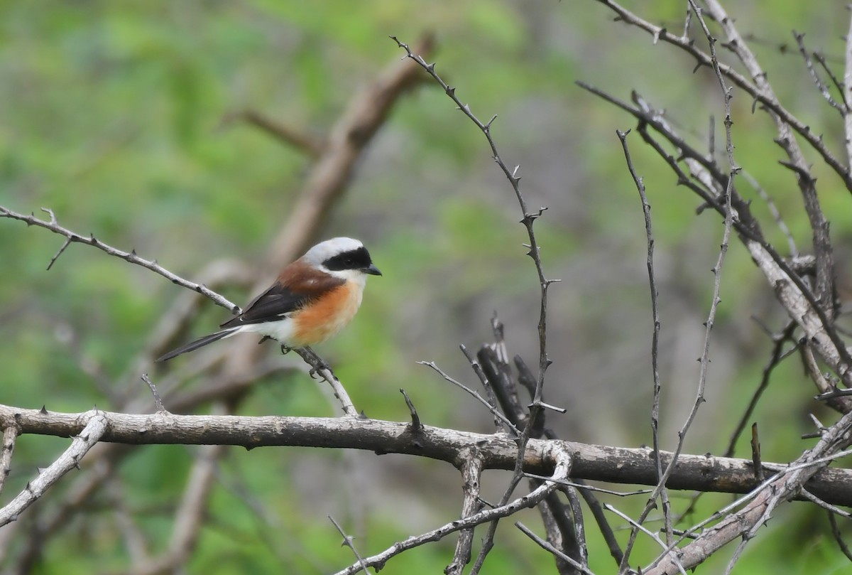 Bay-backed Shrike - ML599729641