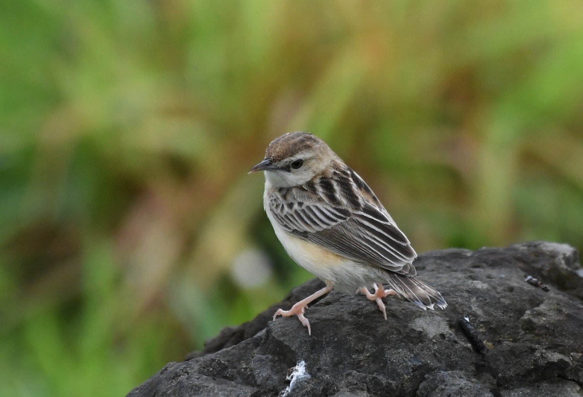 Zitting Cisticola - ML599730001