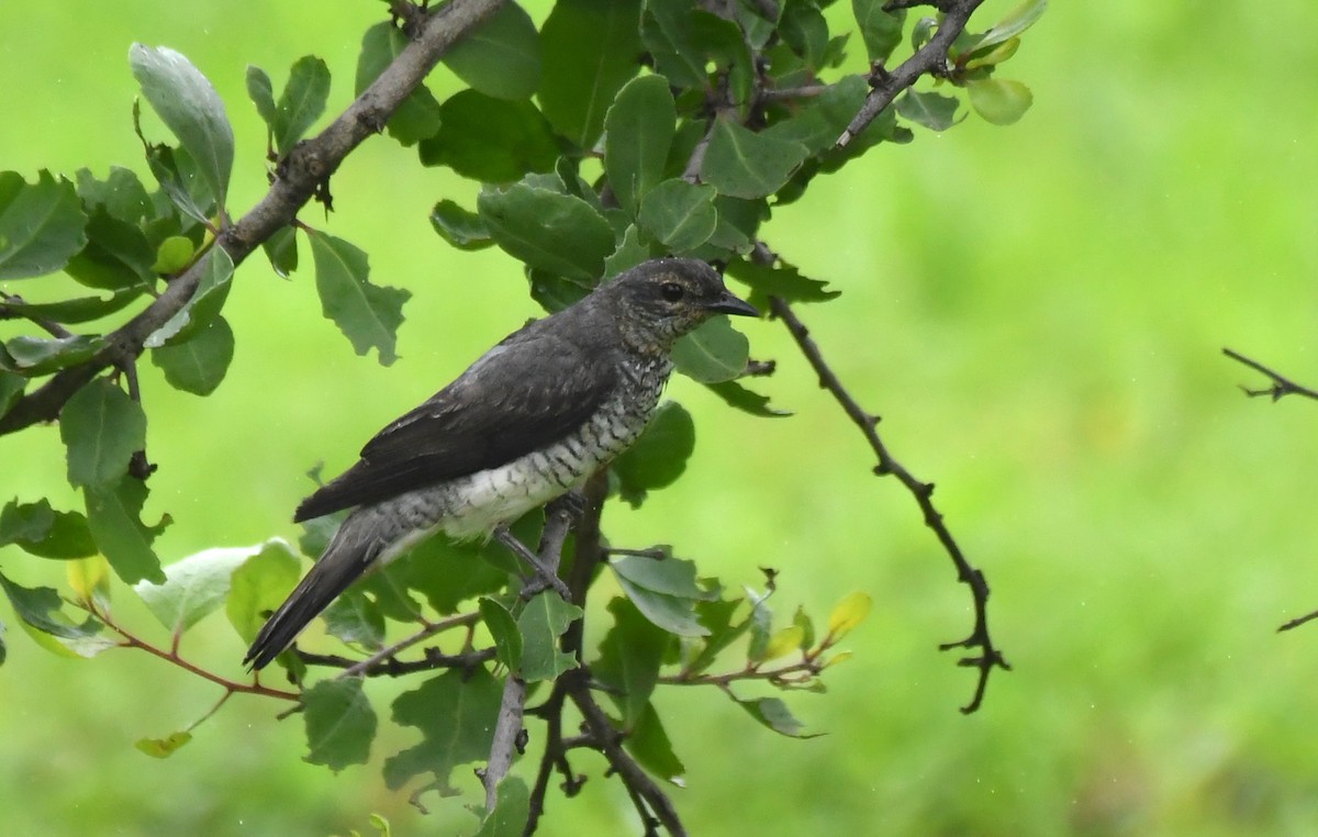 Black-headed Cuckooshrike - ML599730331