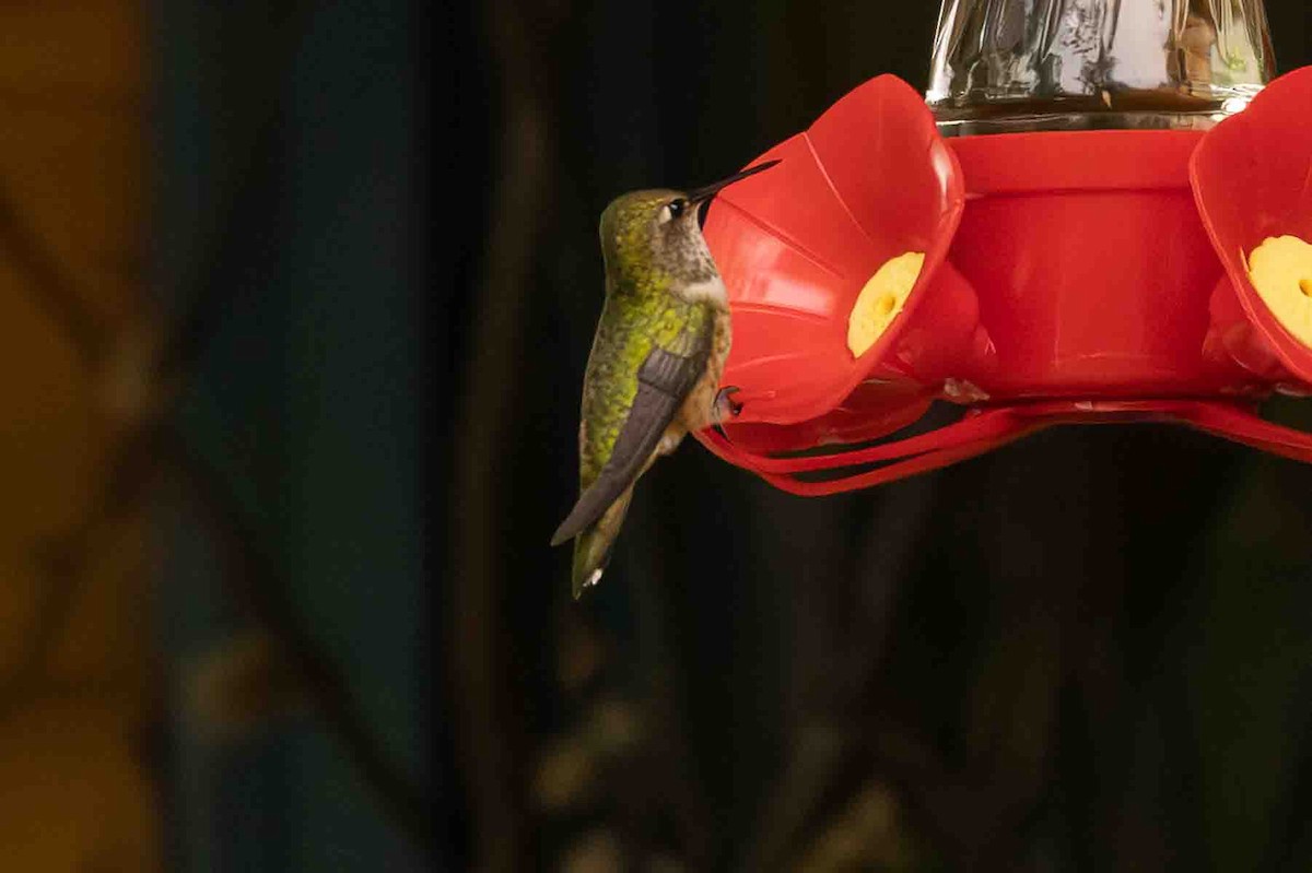 Rufous Hummingbird - ML599730561