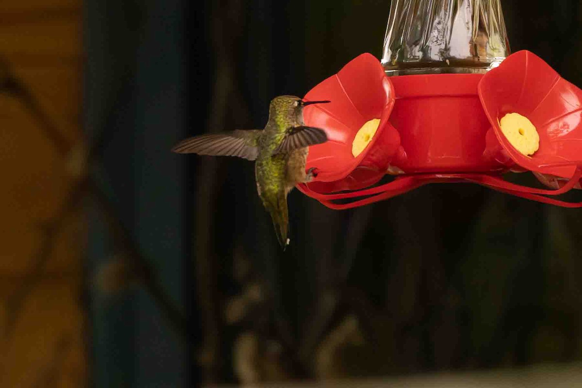 Rufous Hummingbird - ML599730581