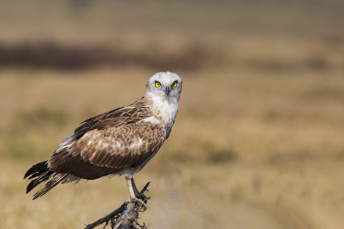 Short-toed Snake-Eagle - ML599732091