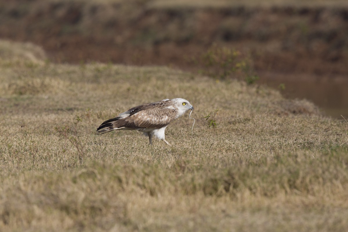 Short-toed Snake-Eagle - ML599732111