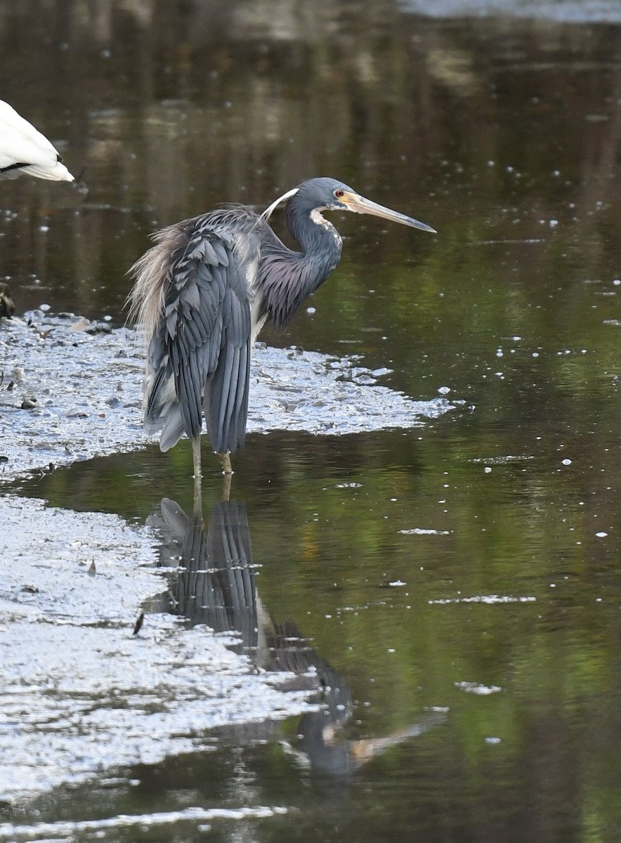 Tricolored Heron - ML599733071