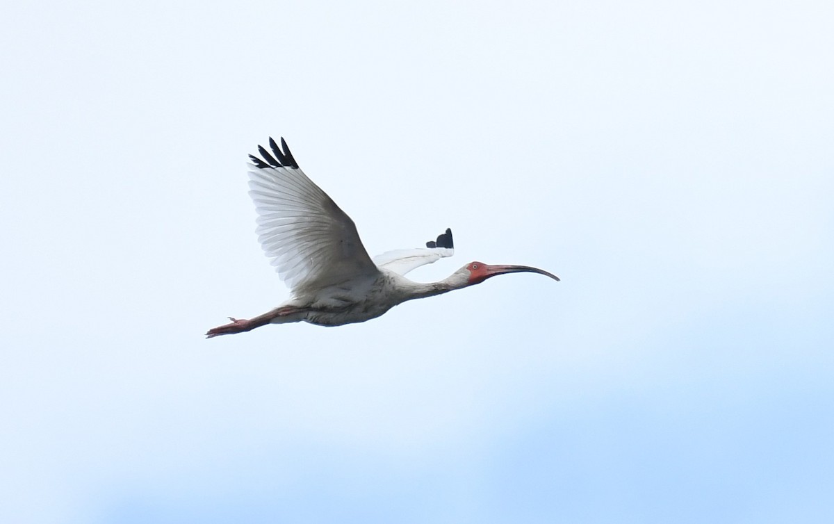 ibis bílý - ML599733111