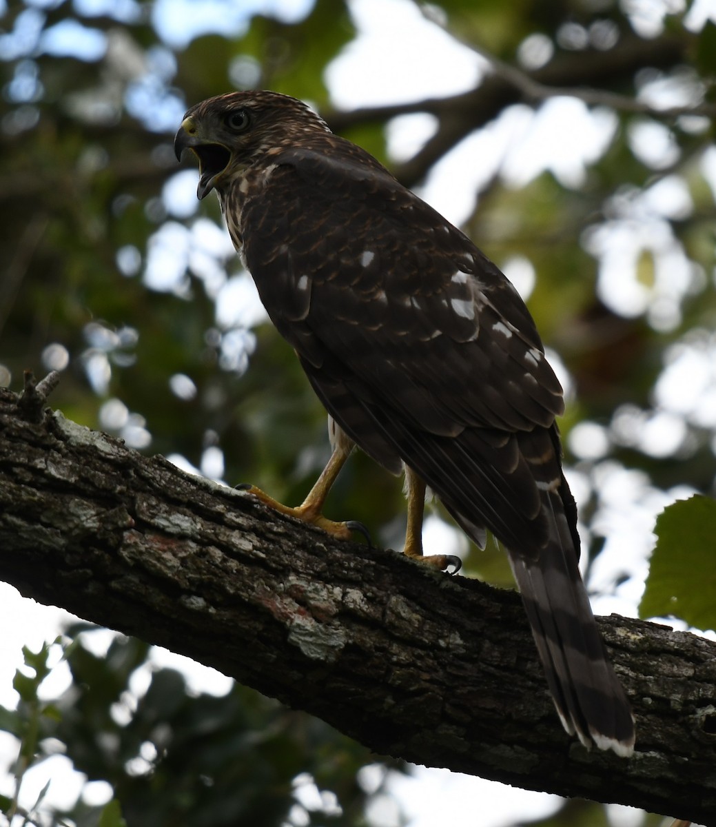 Cooper's Hawk - Wendy N