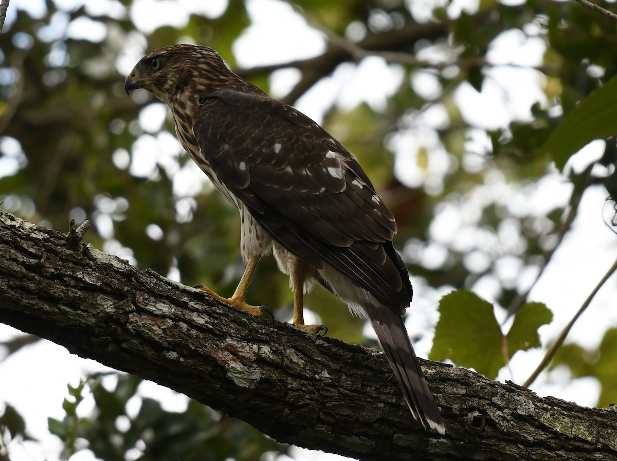 Cooper's Hawk - ML599733161