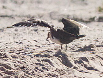 Pomarine Jaeger - John Gluth