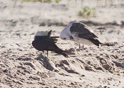 Pomarine Jaeger - John Gluth