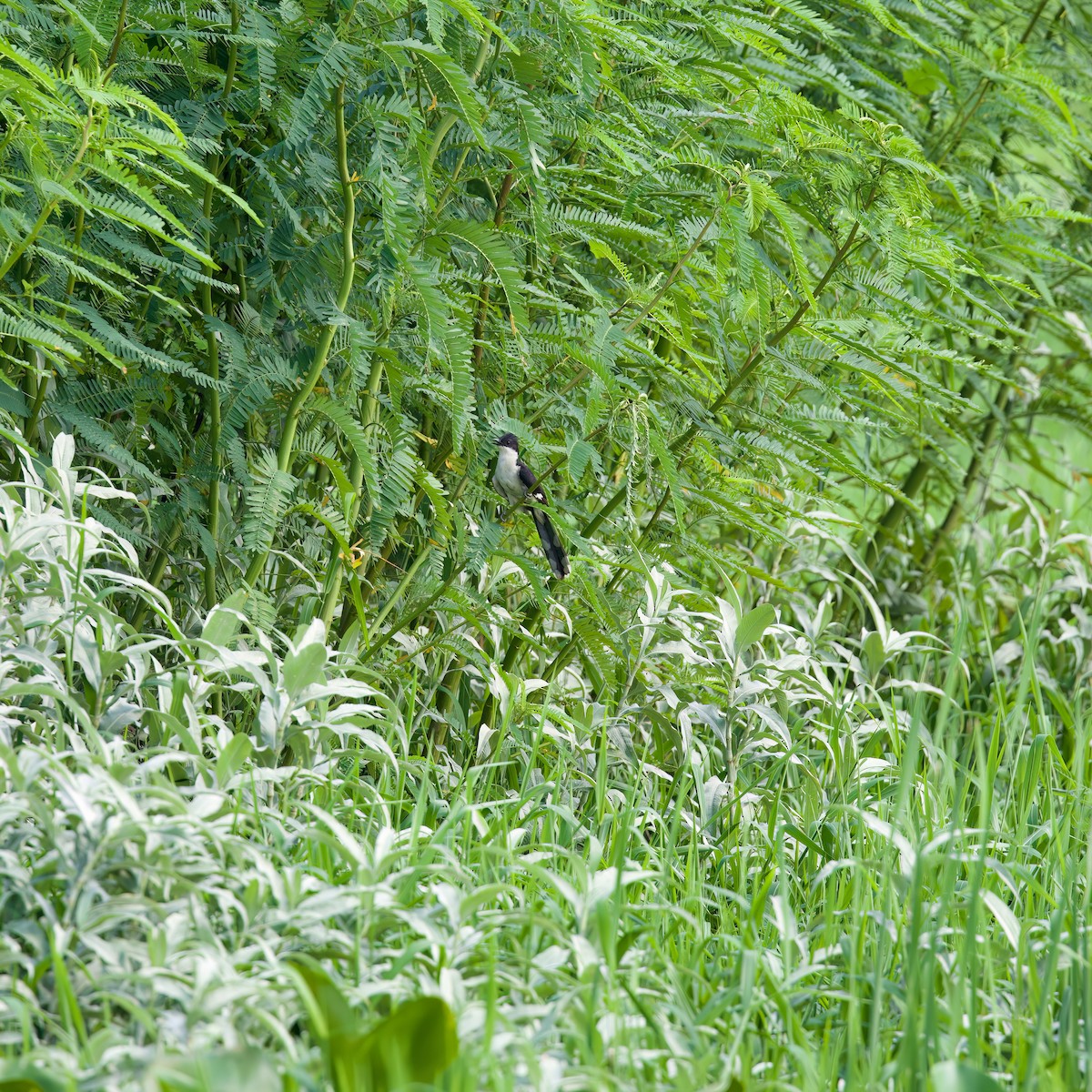 Pied Cuckoo - ML599734311