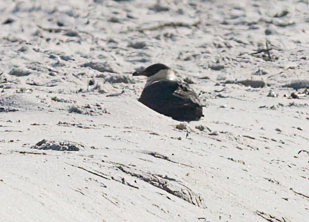 Pomarine Jaeger - John Gluth