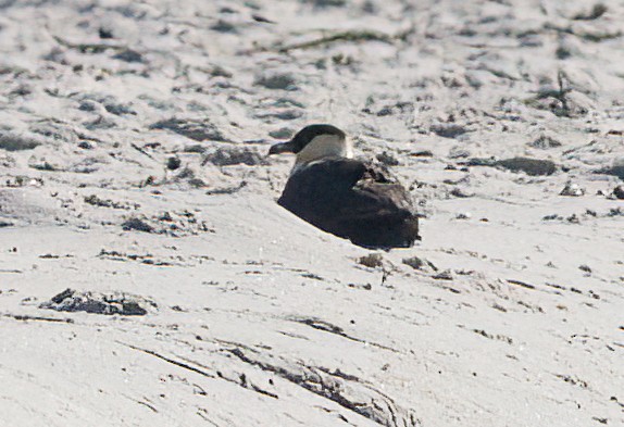 Pomarine Jaeger - John Gluth