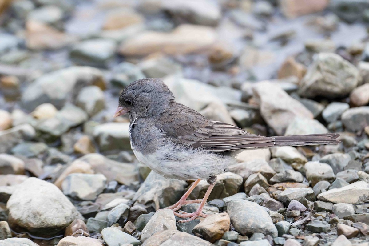 Dark-eyed Junco - ML599735551