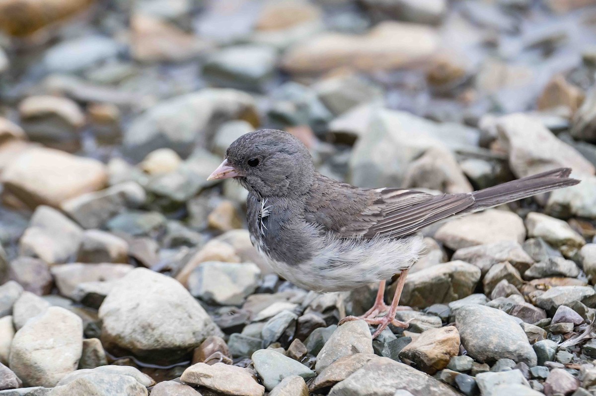 Dark-eyed Junco - ML599735561