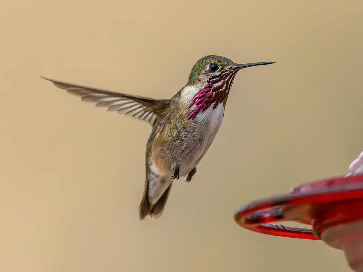 Calliope Hummingbird - ML599735801