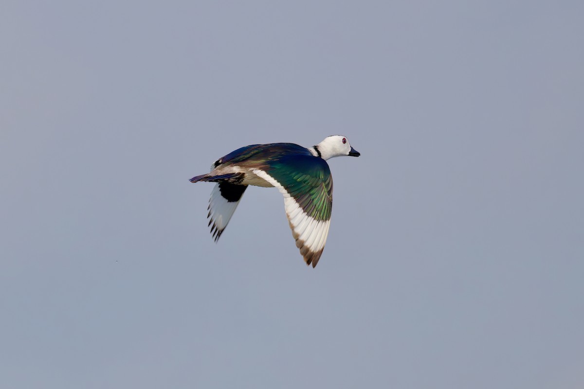 Cotton Pygmy-Goose - ML599735931