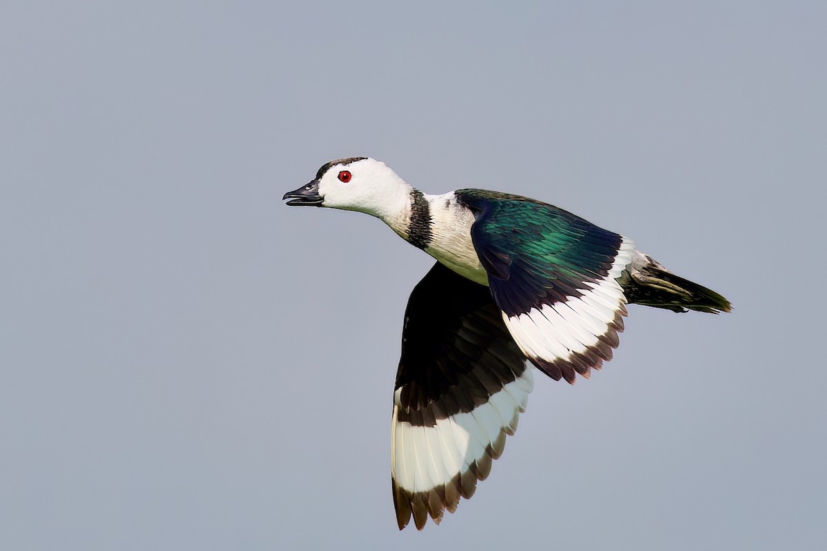 Cotton Pygmy-Goose - ML599735941