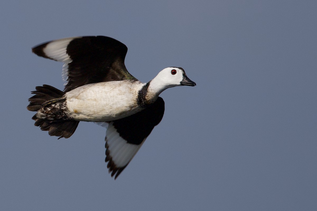 Cotton Pygmy-Goose - ML599736001