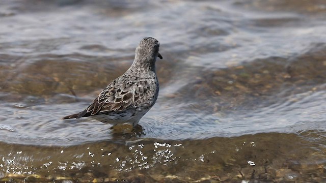 White-rumped Sandpiper - ML599736051