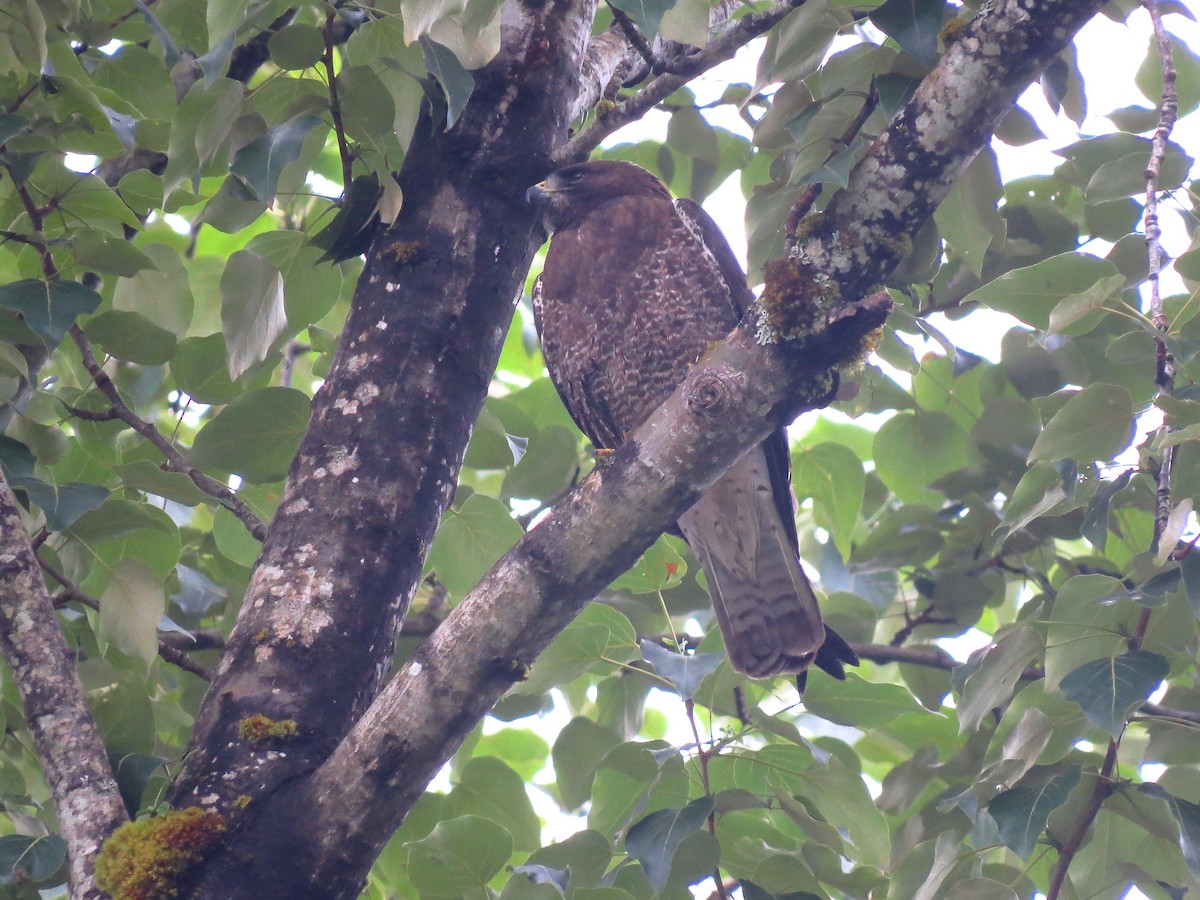 Swainson's Hawk - ML59973651