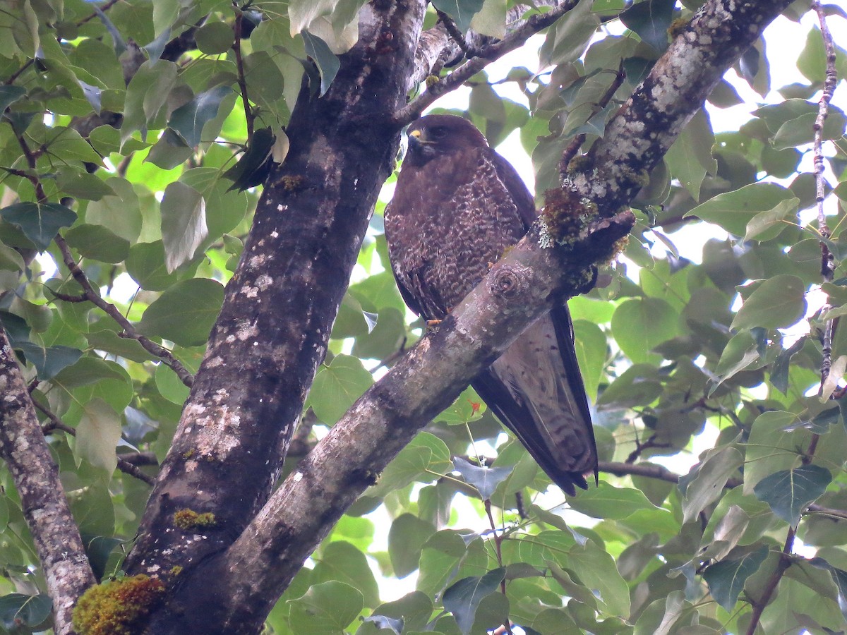 Swainson's Hawk - Chris Dale