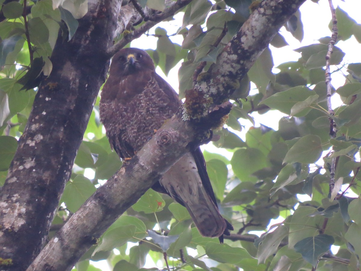 Swainson's Hawk - ML59973671