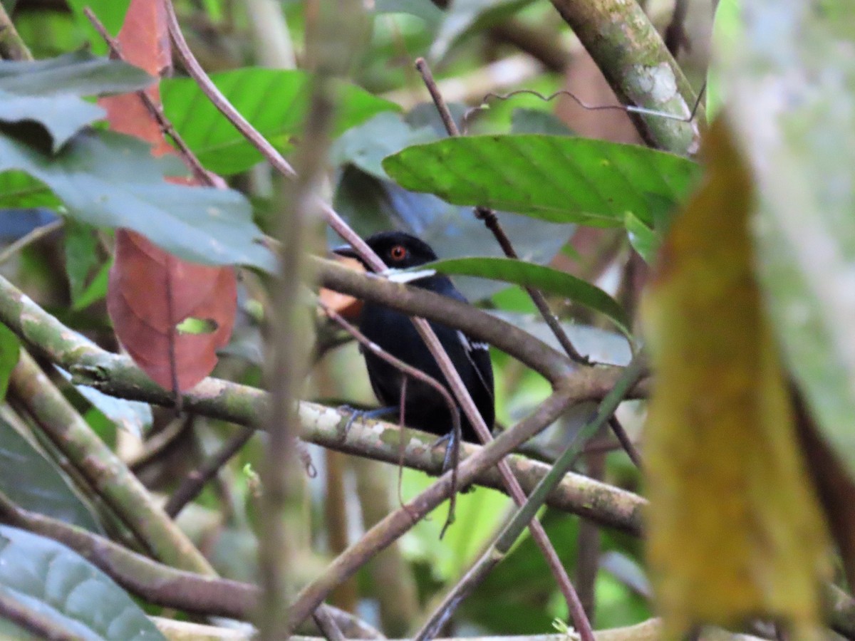 Black-tailed Antbird - Randy Morgan