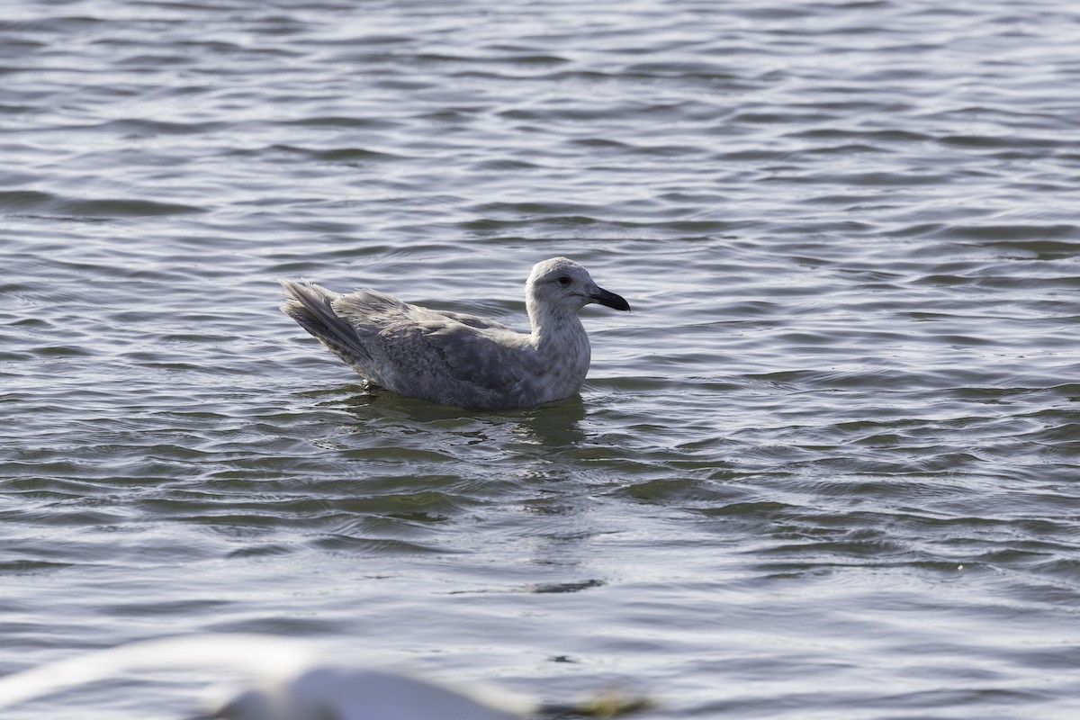 Glaucous-winged Gull - ML599737131