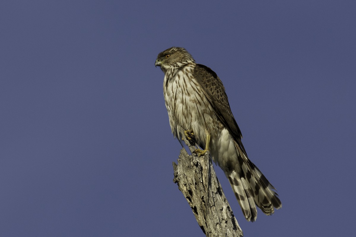 Cooper's Hawk - ML599737291