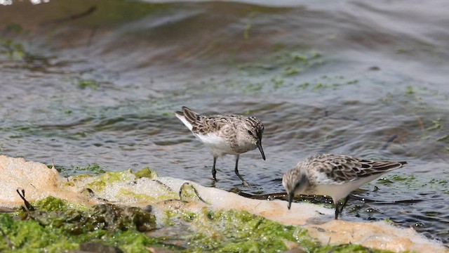 Semipalmated Sandpiper - ML599738071