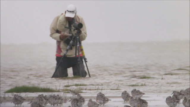 Red Knot - ML599738391